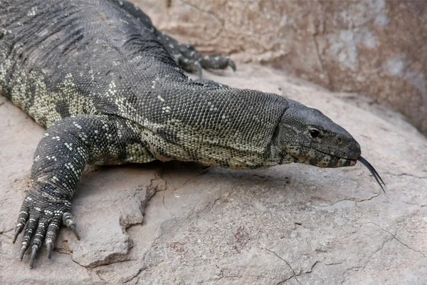 Komodo Dragon Lizard — Stock Photo #2281374