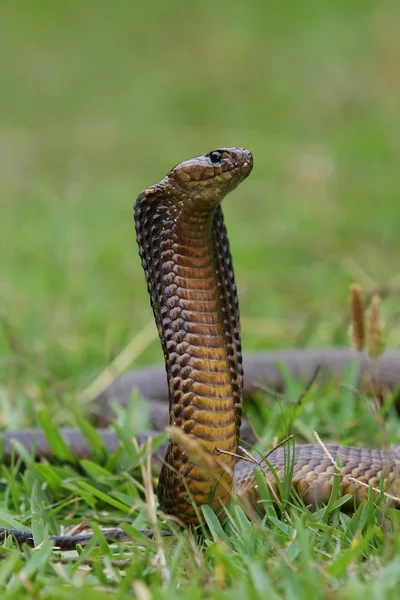 Cape Cobra Snake Stock Photo © Duncan Noakes #241511