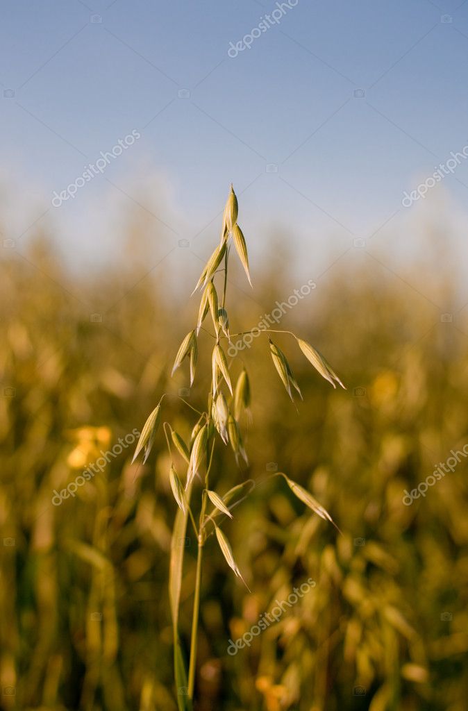 Cereal Field