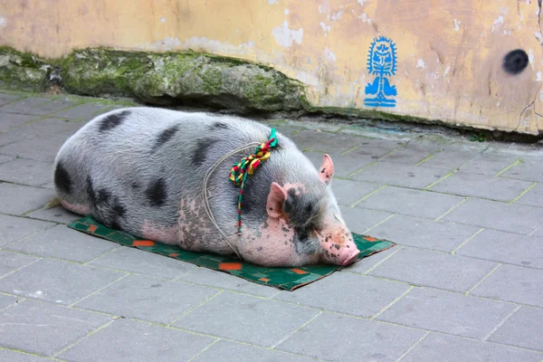 Pig sitting in the city road