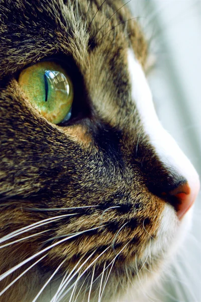 A close up of a cat with green eye