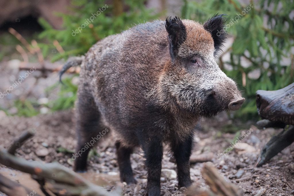 Sus Scrofa; Porco-Bravo; Porco-Montês; Javardo; Porco Doméstico; Javali