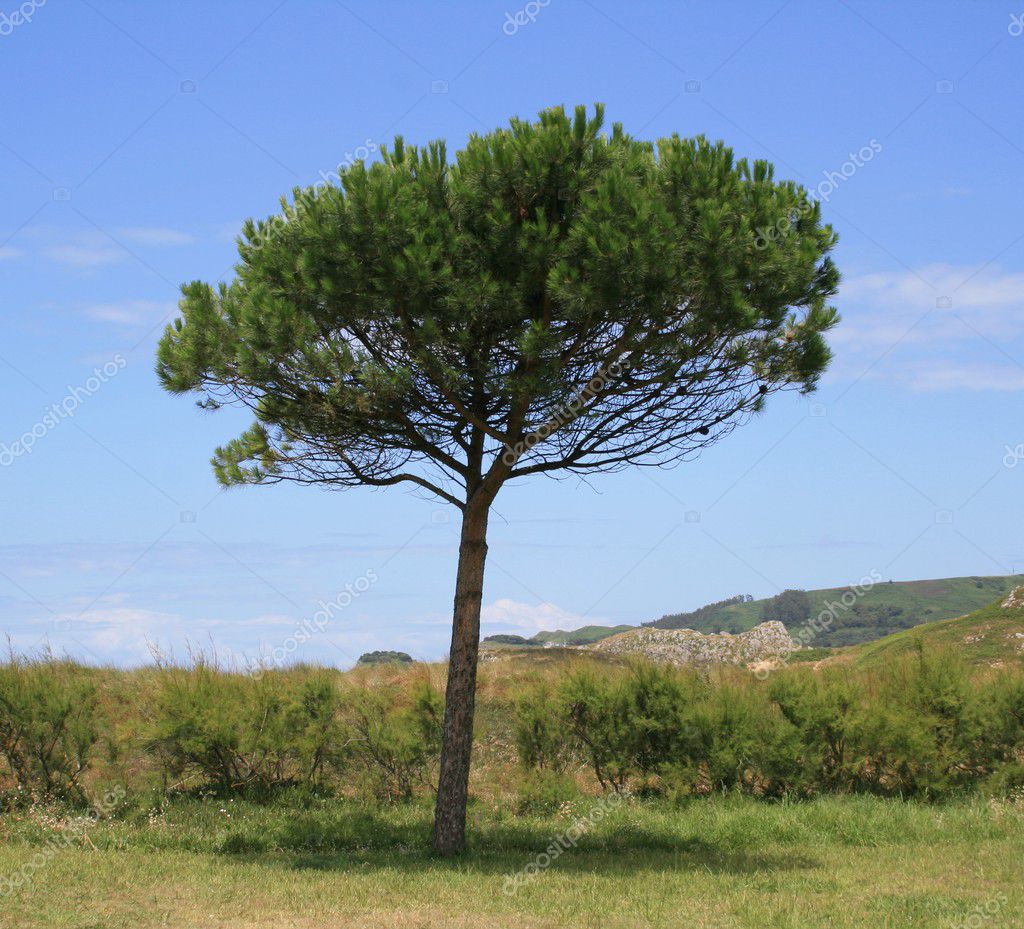 Rosemary Tree