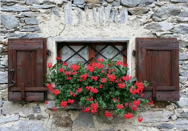 Window with shutters and red flower