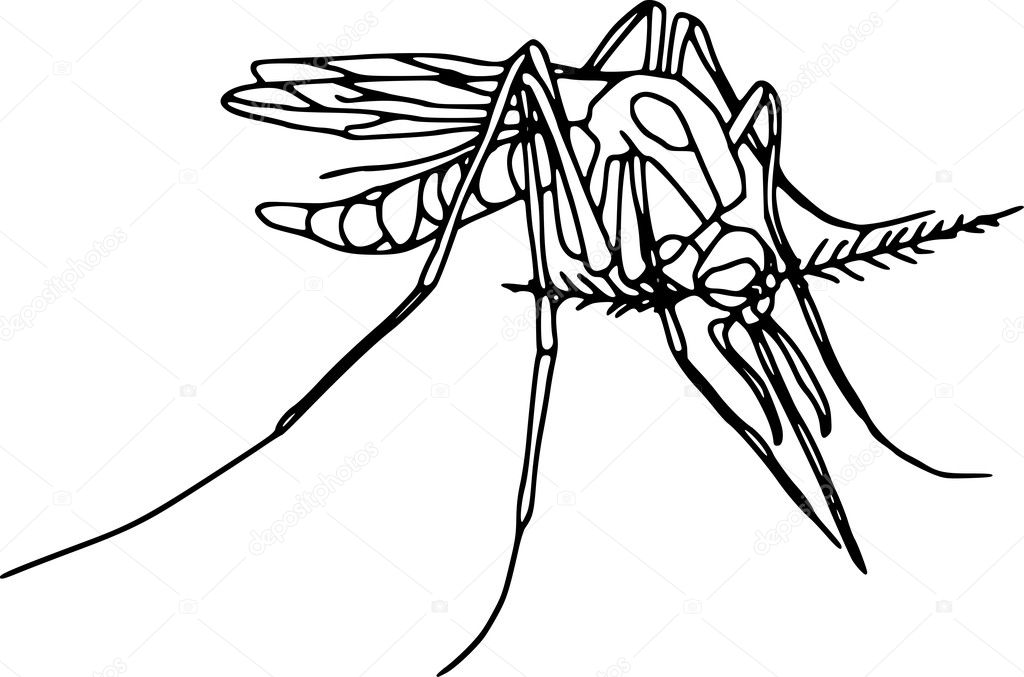 Mosquito Outline