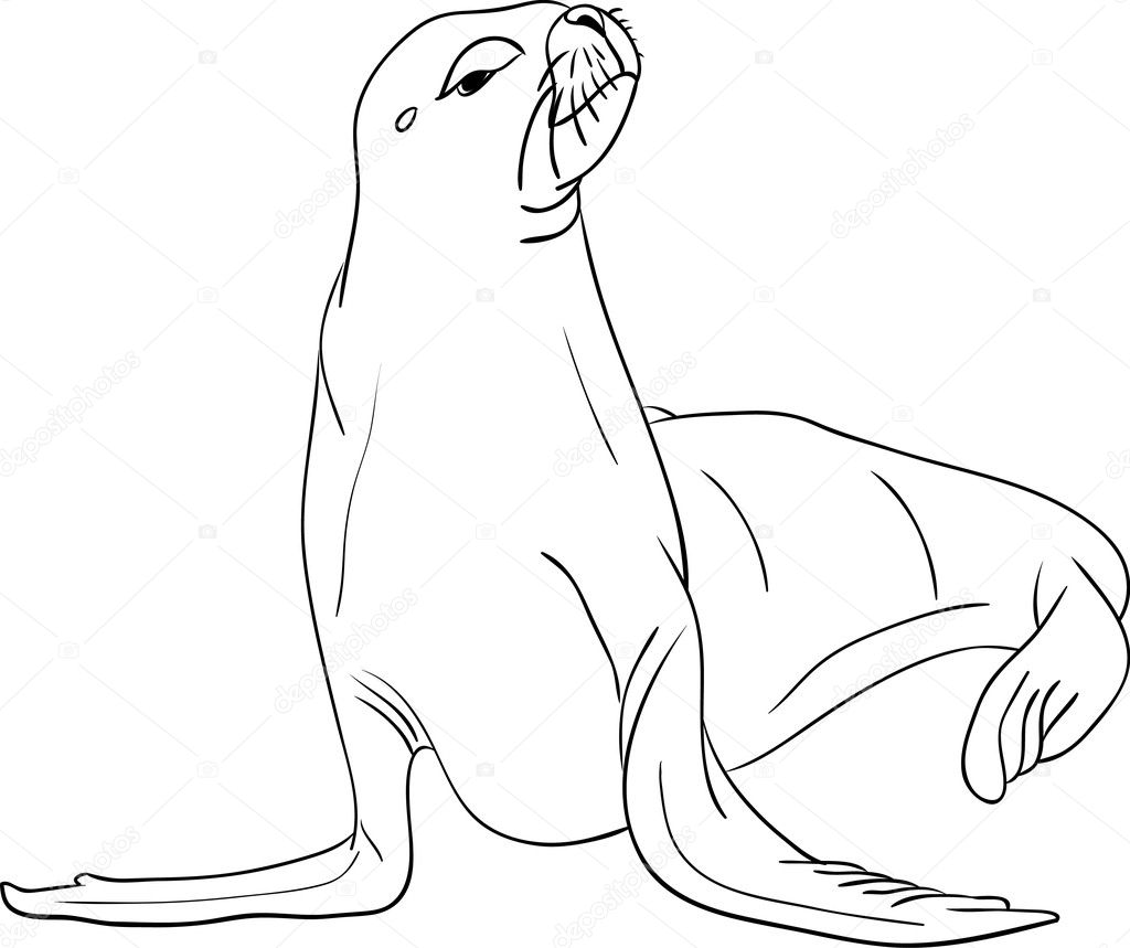 california sea lion coloring pages - photo #46