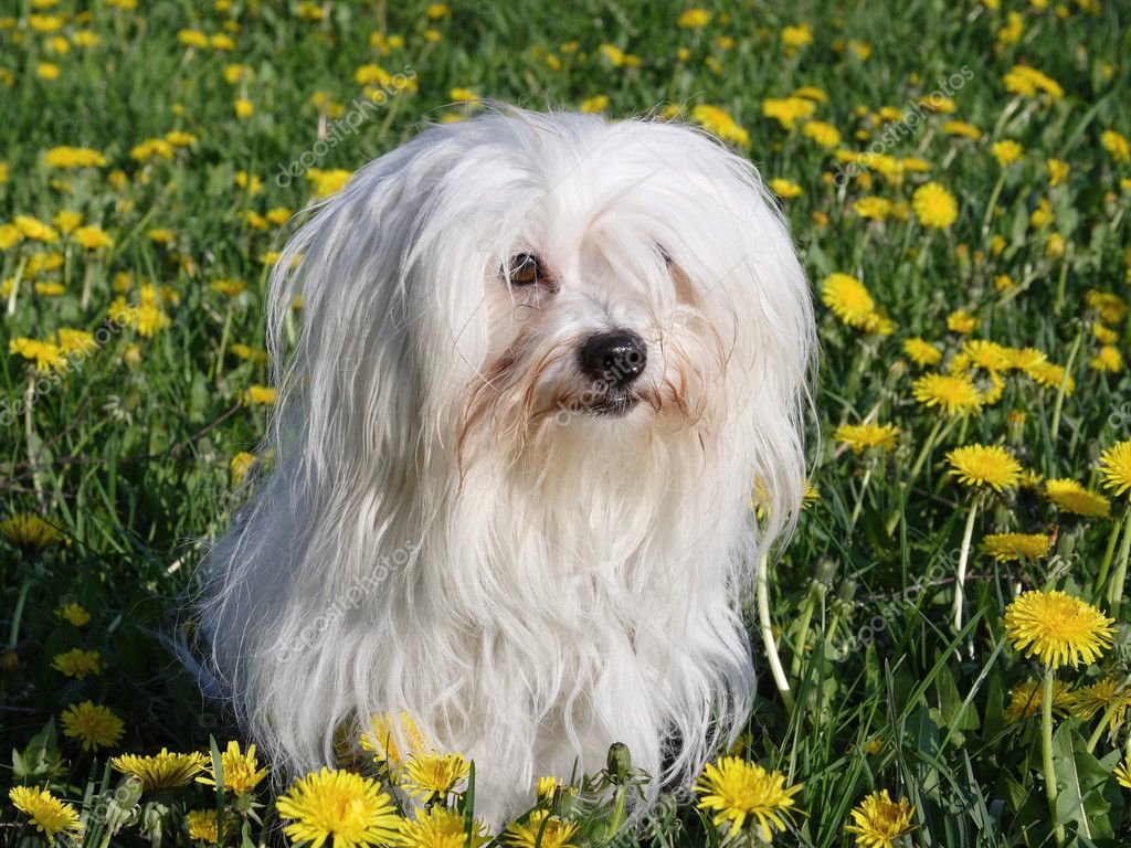 Poids du coton de tulear adulte
