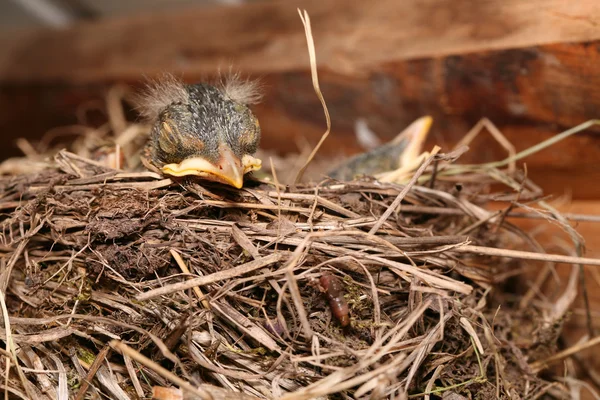 Baby bird resting in nest