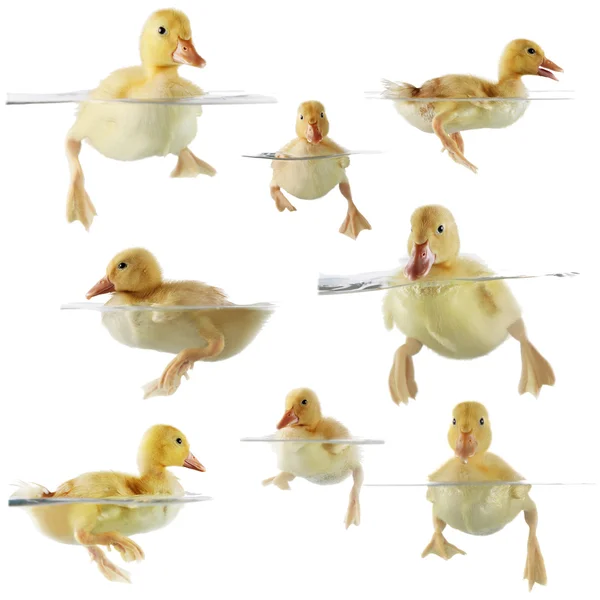 Collage of cute ducklings swimming