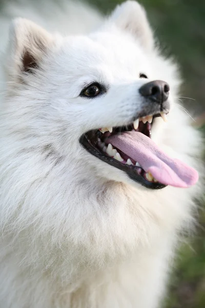 white alaskan eskimo dog
