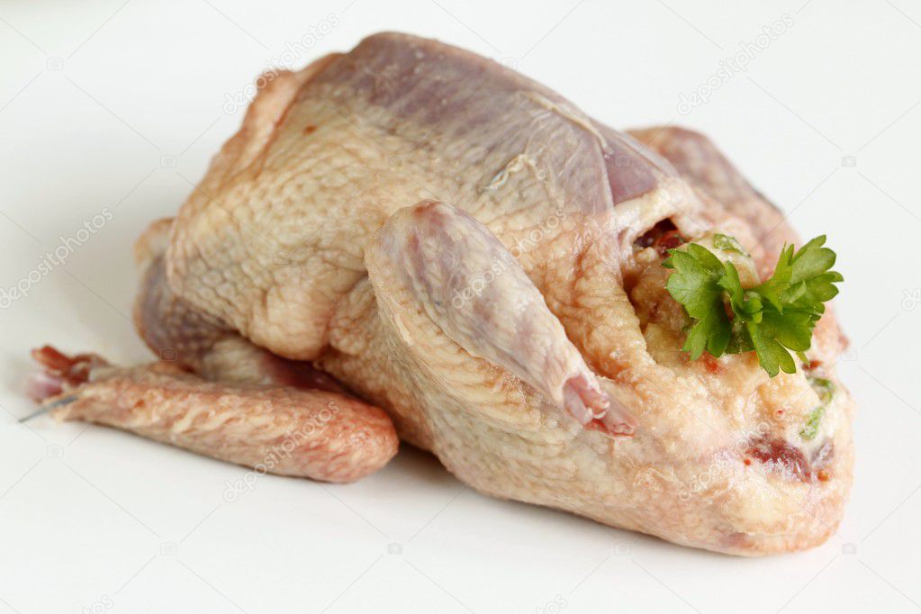 Stuffed Pigeon