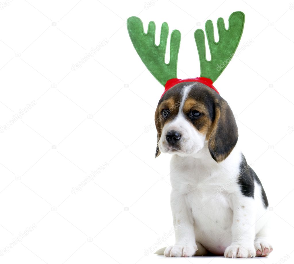 Get beagle dog facts
