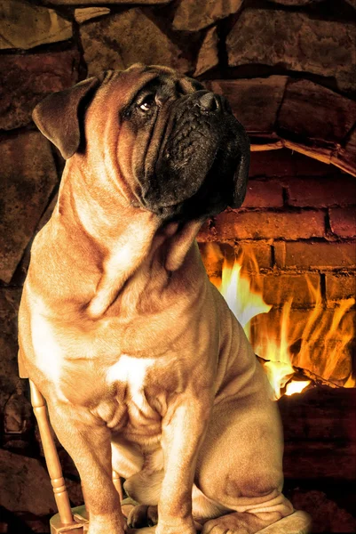 Bullmastiff sitting near fireplace