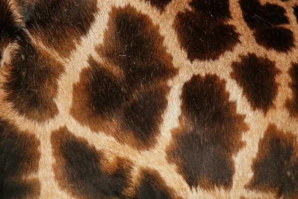 Skin detail of an African giraffe