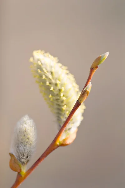 Single Pussy Willow branch with catkins — Stock Photo #2331275