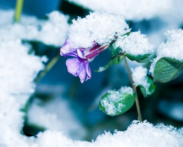 Don\'t forget me under snow