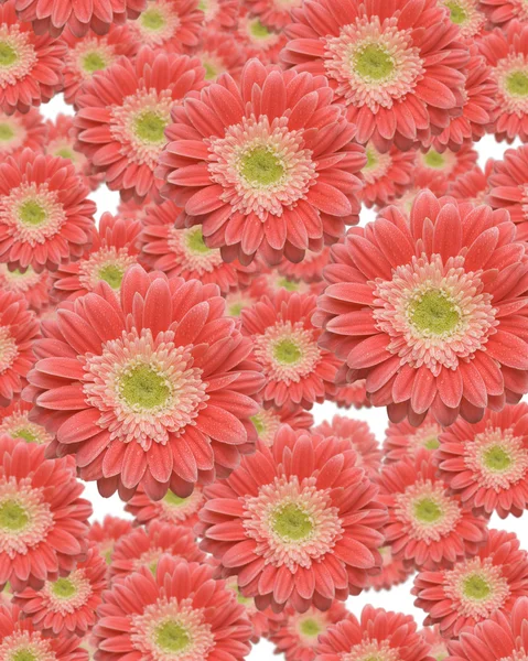 Gerber+daisies+background