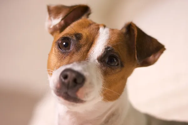 Adorable Jack Russell Terrier Portrait