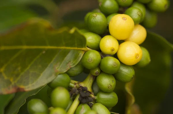 Coffee Beans on the Branch