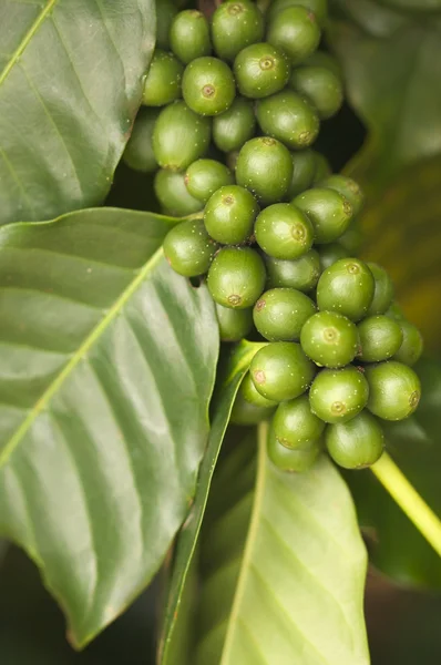 Coffee Beans on the Branch