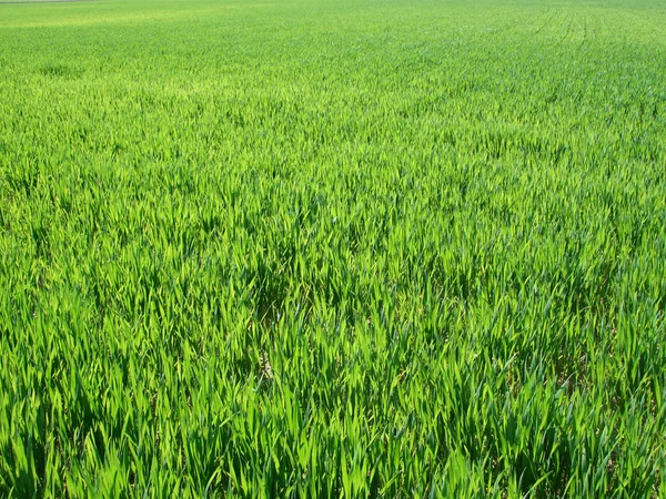 Green field background, near to horizon