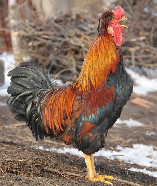 Rooster crowing