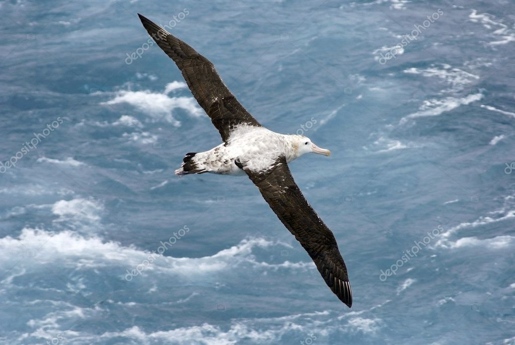  - depositphotos_2307795-Wandering-Albatross-In-Flight