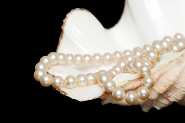 Strand of cream colored pearls in shell