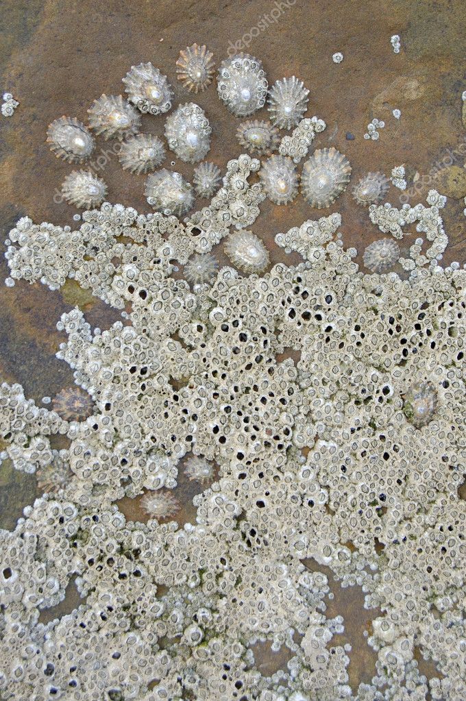 barnacles on rock