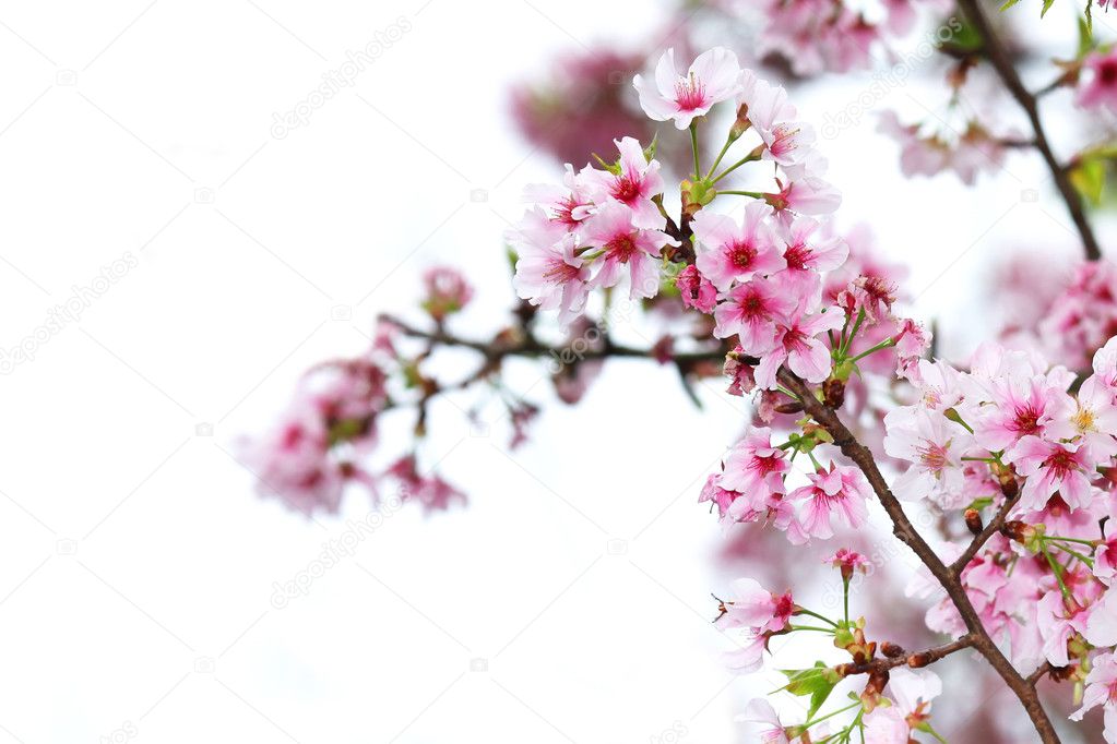 Cherry blossom on a white background — Stock Photo © biaggi123 #2642804