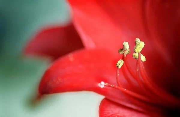 Red belladonna lily close-up