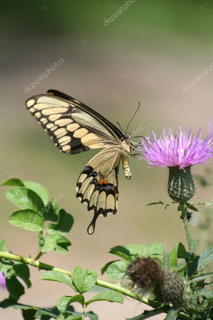 Butterfly drinking nectar — Stock Photo © Apostrophe 2312628