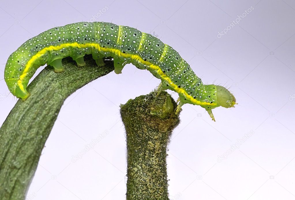 Butterfly worm — Stock Photo © Kleiness 2408636