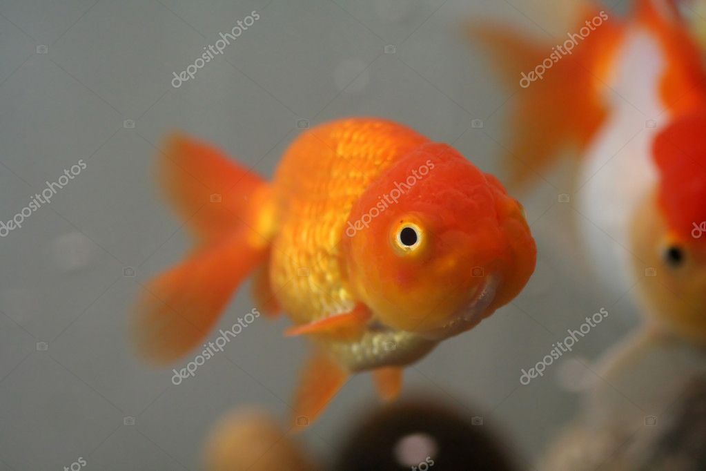 Lionhead Goldfish Pictures