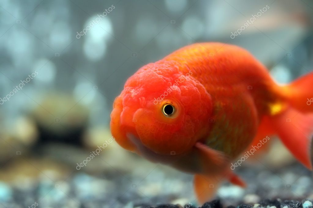 Lionhead Goldfish Pictures