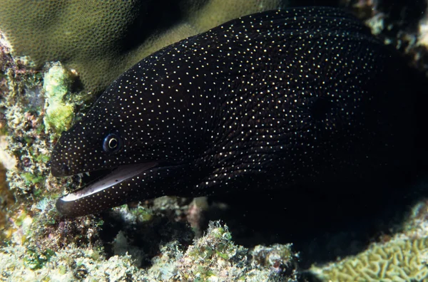 White mouth moray eel