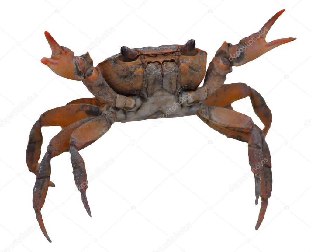 crab white background