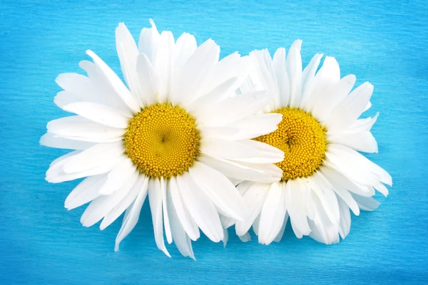 White+daisies+background