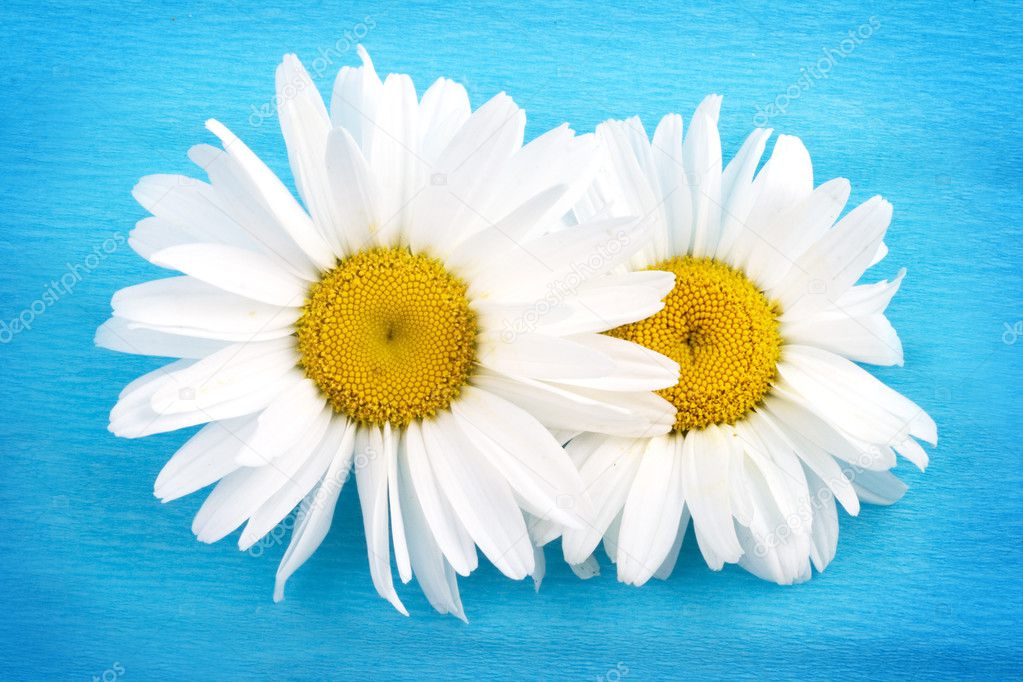 White+daisies+background