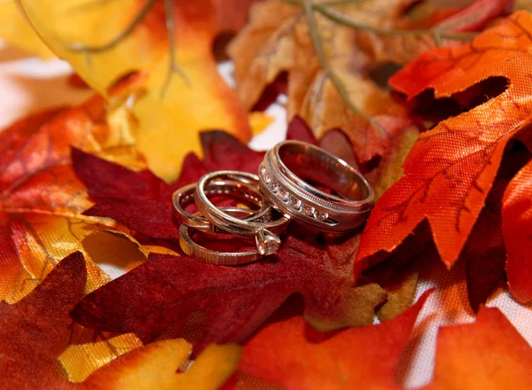 Wedding rings on fall leaves