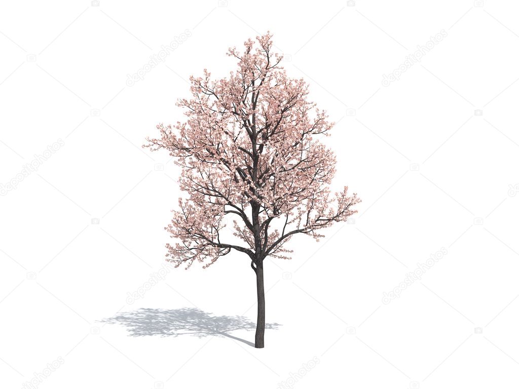 white sakura tree