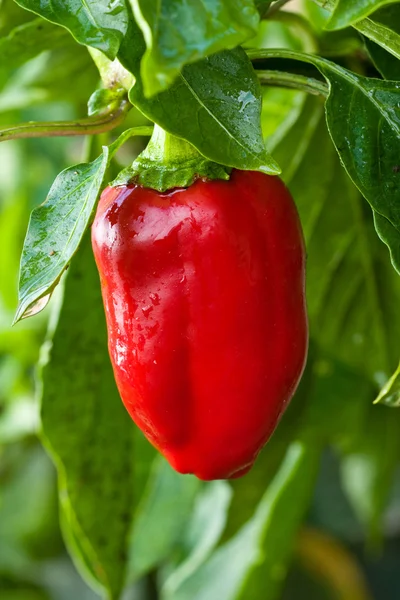 Red sweet pepper on vegetable garden