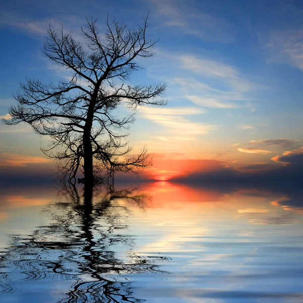 Dead tree in water on sunset background