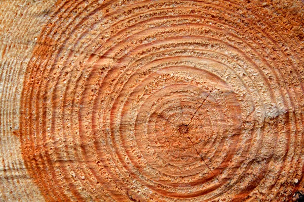 Pine cut tree texture