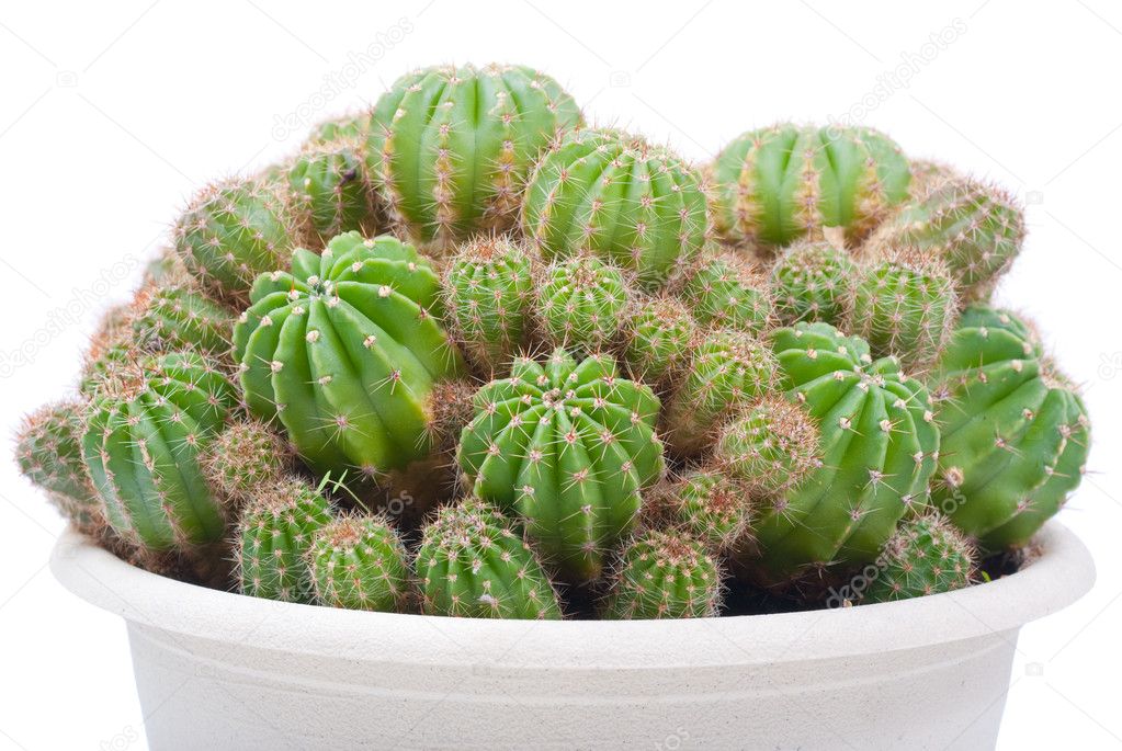 Cactus Bush