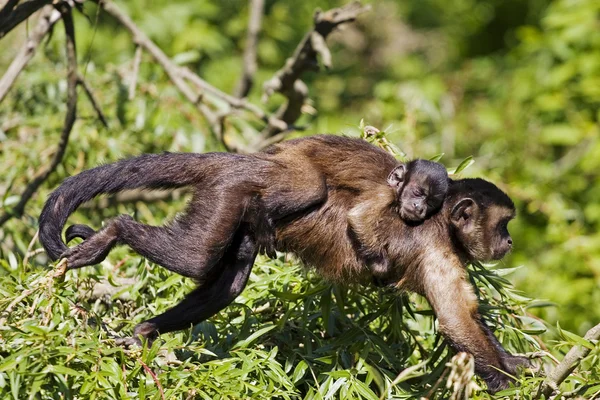Mum monkey carrying baby monkey