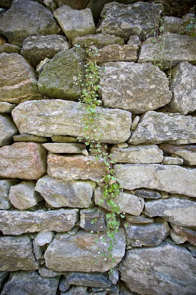 Plant climbing on the wall