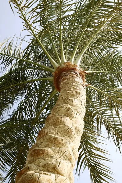 date palm tree in desert. Stock Photo: Date palm tree