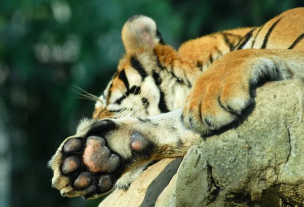 Tiger with focus on the paw