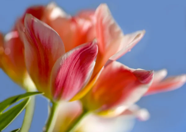 Springtime Tulip Shallow Focus